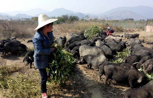 图1：2014年12月31日，在融安县长安镇红卫村，吴伟清的爱人正在给猪喂食淮山藤。