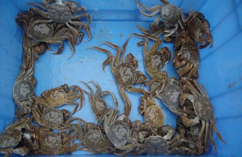 四川眉山：大闸蟹养殖第一人 用生态链养生态蟹（图：5）