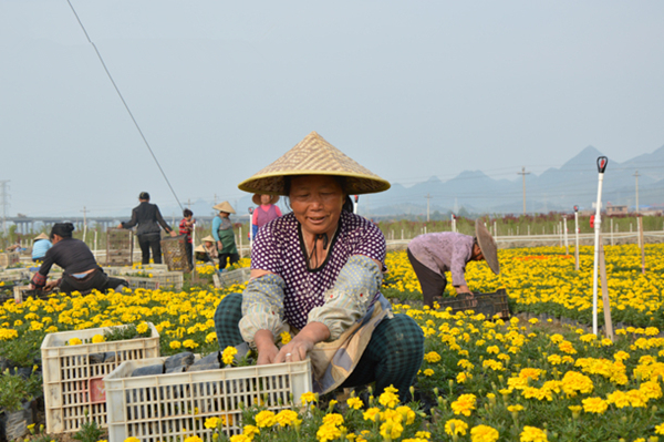 贵州：装点惠水花卉产业 鼓起农民腰包3