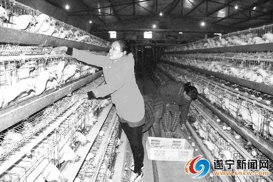 四川蓬溪县：回乡创业办起蛋鸡养殖场致富