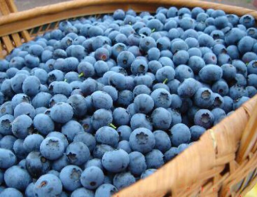 图为：收获的蓝莓果实