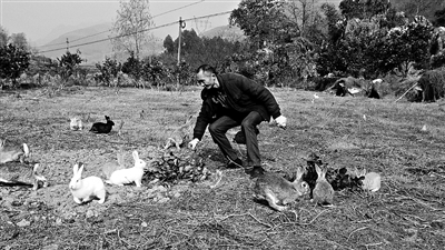 张永岗在抓“混血兔”。