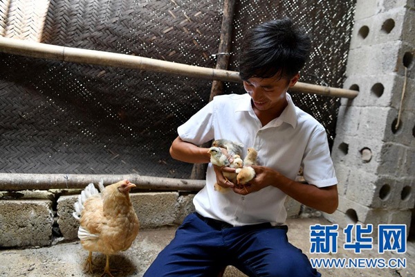 蓝志平在鸡舍查看鸡苗（8月17日摄）。