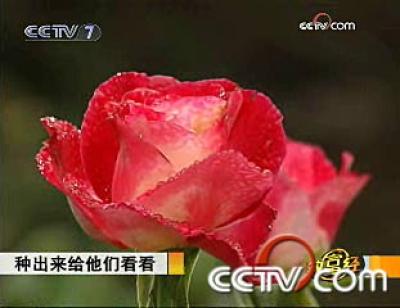 cctv致富经:种出来给他们看看