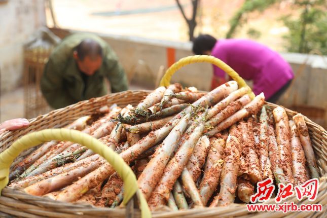 广东星坪村：小小文笋成农民致富“摇钱竹”