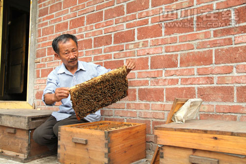 四川泸州纳溪：山乡养蜂人 流动养蜂“流”出财富