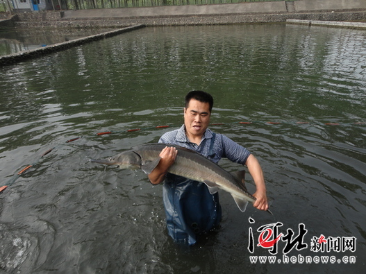 河北曲阳建成华北地区最大鲟鱼养殖基地