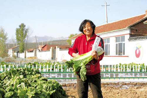 张云霞在菜园里砍了颗白菜准备给客人做菜。