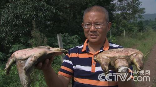 落魄中年汉 一招赢先机 带动上百农户一起养甲鱼致富《致富经》