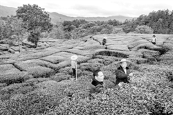 江垂州（前排左一）在赖创仕茶田里了解春季抽芽情况。