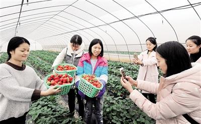 重庆太平镇：草莓让2000多村民增收560万