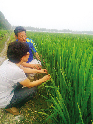 农技人员到田间指导种植大户