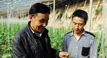内蒙古巴彦淖尔大棚种黄瓜 一个月挣3万