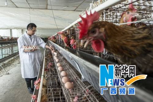 6月24日，在广西桂林市临桂县温氏养殖公司种苗场，一名技术人员在捡收种苗蛋。