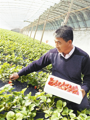 天津汉沽草莓人垂涎 摘下能吃是红颜