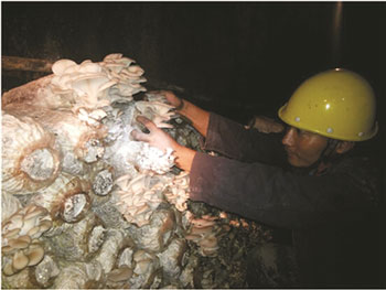 江苏南京：废弃铁矿种蘑菇 味道鲜美品牌出