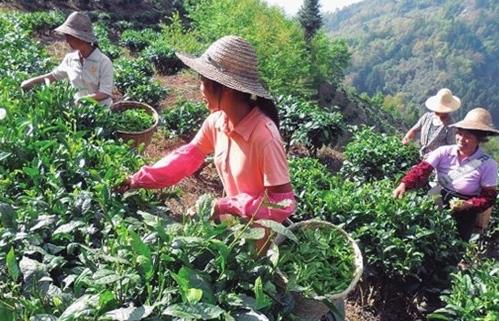 云南梁河科技示范带动茶农致富