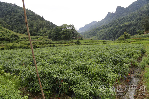 向再兰的辣椒基地一角