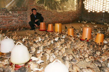 重庆开县：土鸡养殖“中转站” 农户轻松赚过万