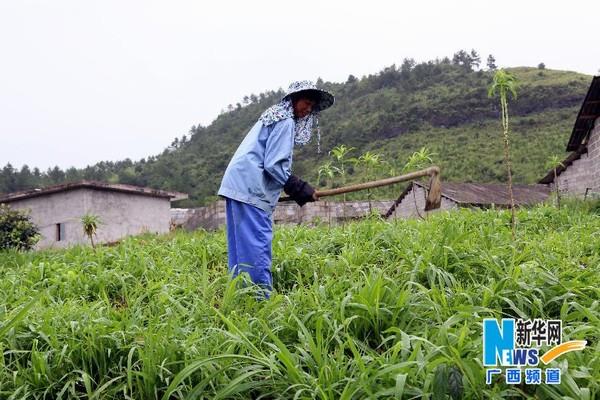 8月18日，在广西环江毛南族自治县一香猪养殖场，饲养员在给香猪牧草松土
