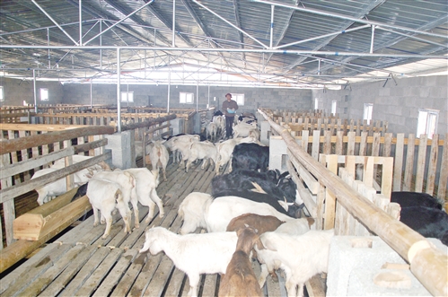 标准化规模养羊场