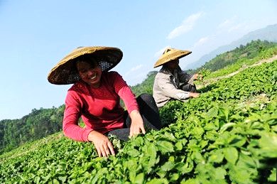 贵州榕江农民种植太子参拓展致富路