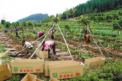 重庆彭水小伙杨江奎让紫山药“躺”着长