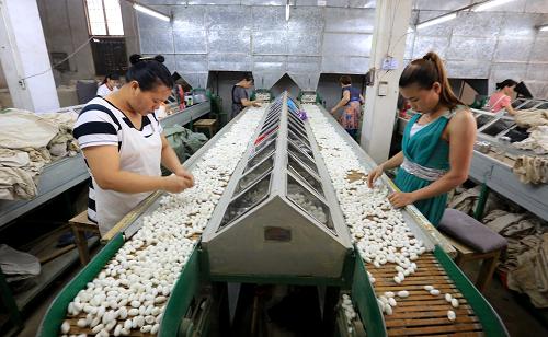 6月12日，广西融安县一家企业的工人在分拣蚕茧。