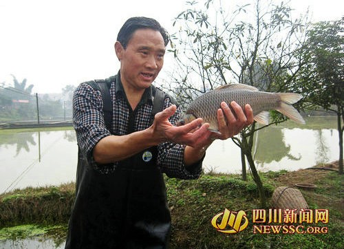 泸州农民养鱼10年卖天价 280元一斤