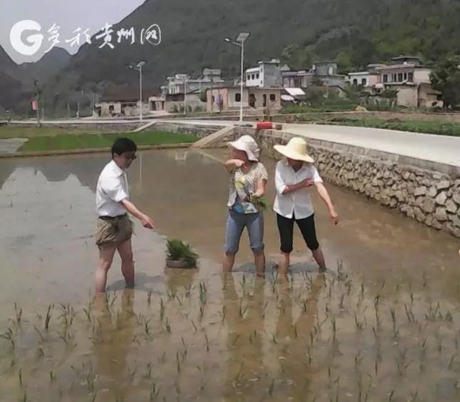绿色稻+？他的探索为贵州稻田增收致富开了新路！