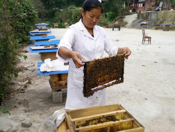 凤冈4000桶小蜜蜂酿出脱贫致富新天地