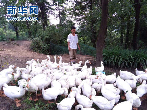 贵州黔西：农户养白鹅 唱响致富歌