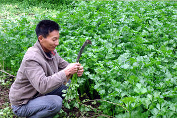 四川泸州市：秋芹种遮阳网下 早上市卖出好价