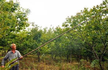 重庆石柱：废弃茶山种板栗 套种玉米增收益