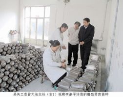 屯留县关工委曾天法主任（右一）了解李淑平（左二）培育的蘑菇菌苗、菌种。