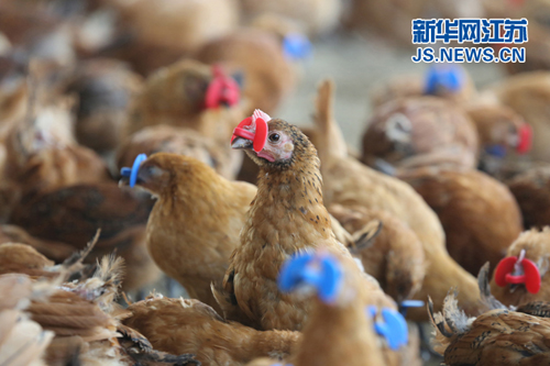 泰州市姜堰区许庄村，戴上“眼镜”的土鸡显得斯文有趣。