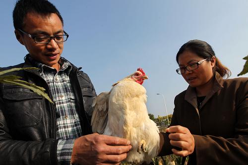 11月26日，曹荣（左）和孙春梅在秋葵地里查看散养的水晶草鸡。