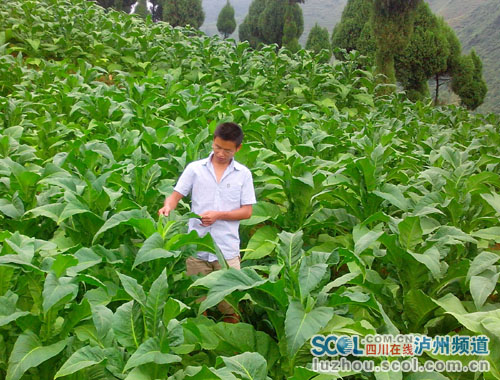 四川泸州：大学生村官做烟农