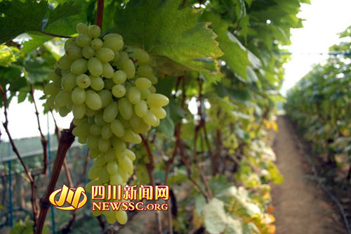 米易冬天收第二季葡萄 甜度比其他高3-5度