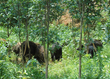 广西大化镇古感村：林下养殖黑山猪 饲草种植可供输