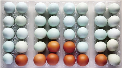 绿壳鸡蛋与当地红壳鸡蛋对比色彩分明。