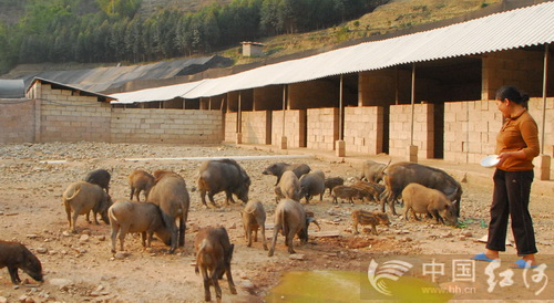 云南绿春县：生态野猪养殖“拱”开致富门