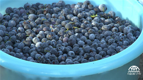 鞠联合：野生蓝莓引发的传奇财富《致富经》