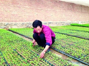内蒙古呼和浩特：设施农业给力菜篮子鼓起钱袋子