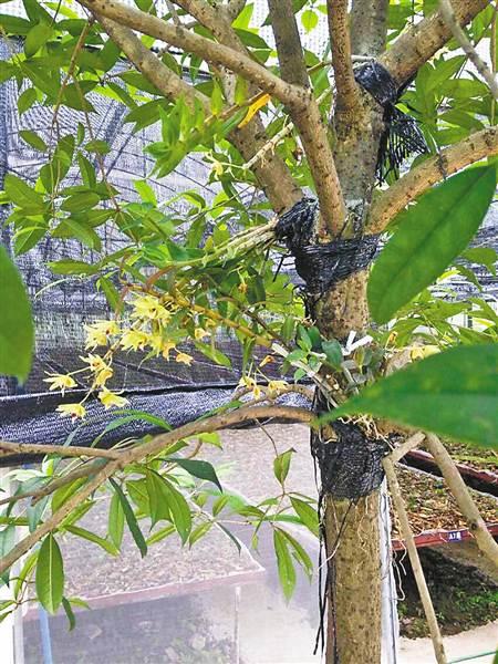 重庆垫江：模仿野生环境 铁皮石斛“种”到树上