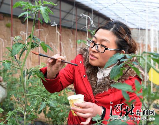 1月21日，邢台县田家庄村大学生村官王东云在温室大棚为水果番茄补充营养液。