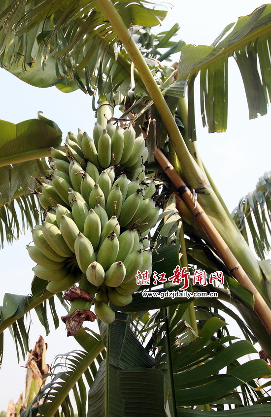龙世超在廉江高桥连片种植的“蛋蕉”。