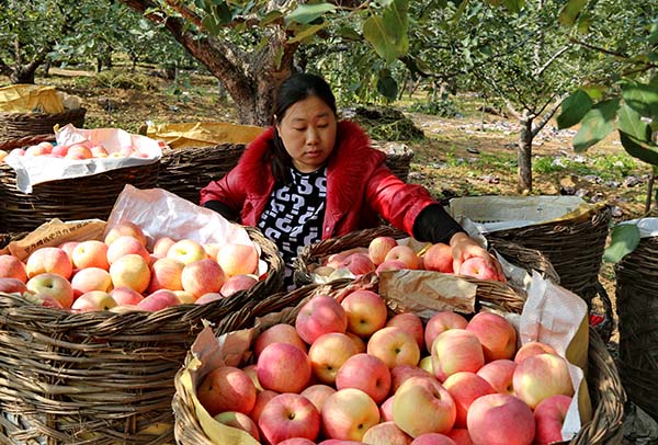 10月21日，在河北省青龙满族自治县丰果村，果农在分拣刚采摘的苹果。