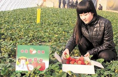 河北满城县：李桂峰与草莓的故事