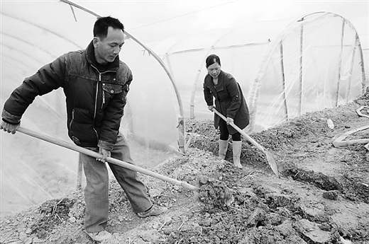 让柑橘成为三峡库区人民“致富果”